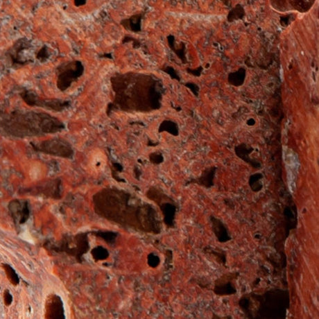 Corallus Candle Holder