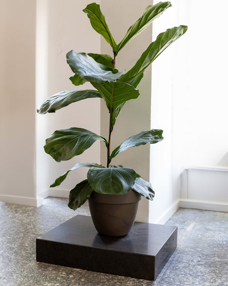 Pietra Plant Pedestal